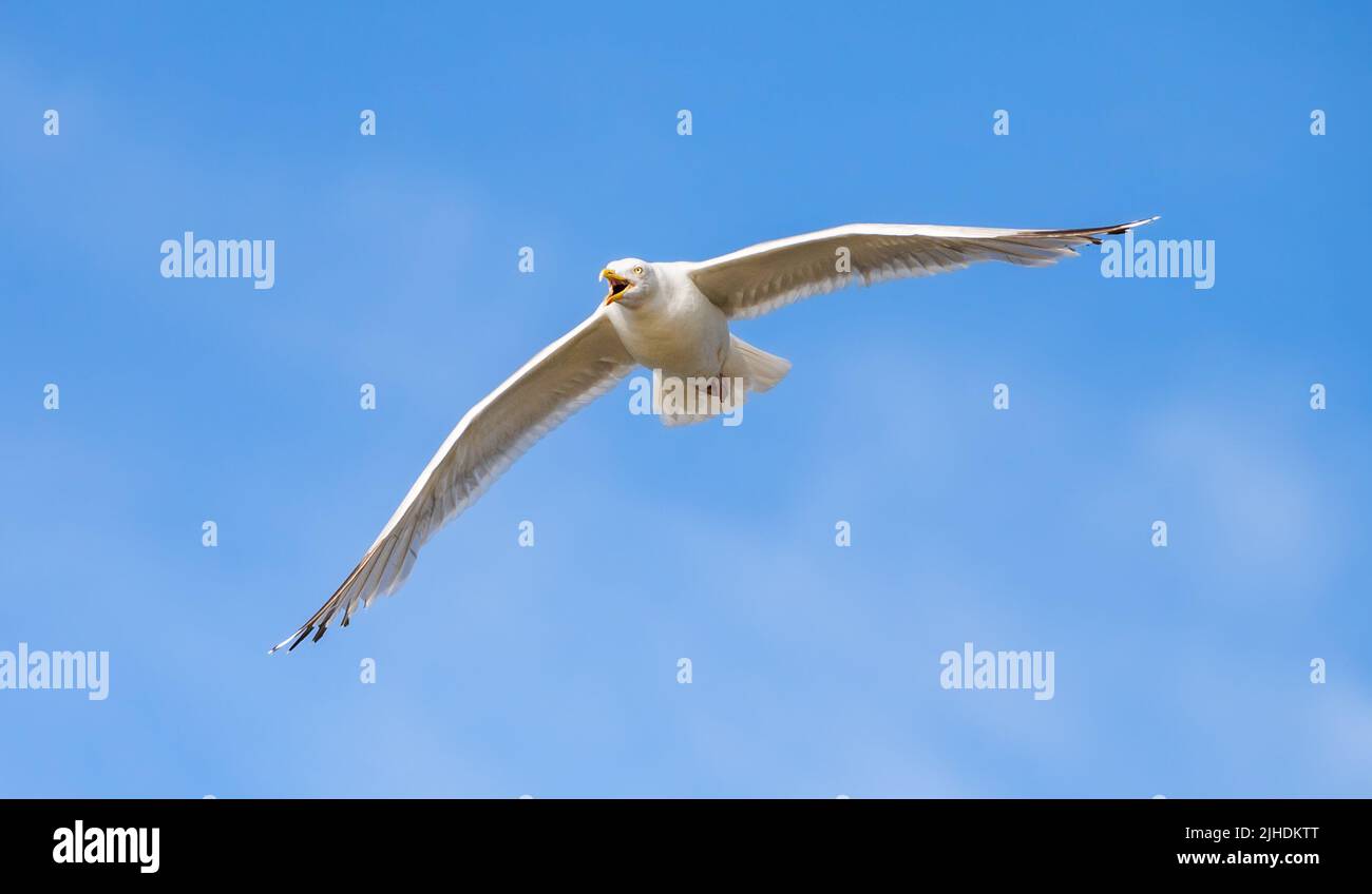 Mouette argentée adulte (Larus argentatus) en vol contre le ciel bleu au Royaume-Uni. Seagull volant. Banque D'Images