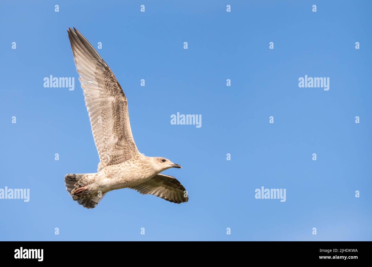 Jeune harpiste (Larus argentatus) en vol, volant avec des ailes étirées contre le ciel bleu au-dessus d'une plage le jour d'été au Royaume-Uni. Banque D'Images