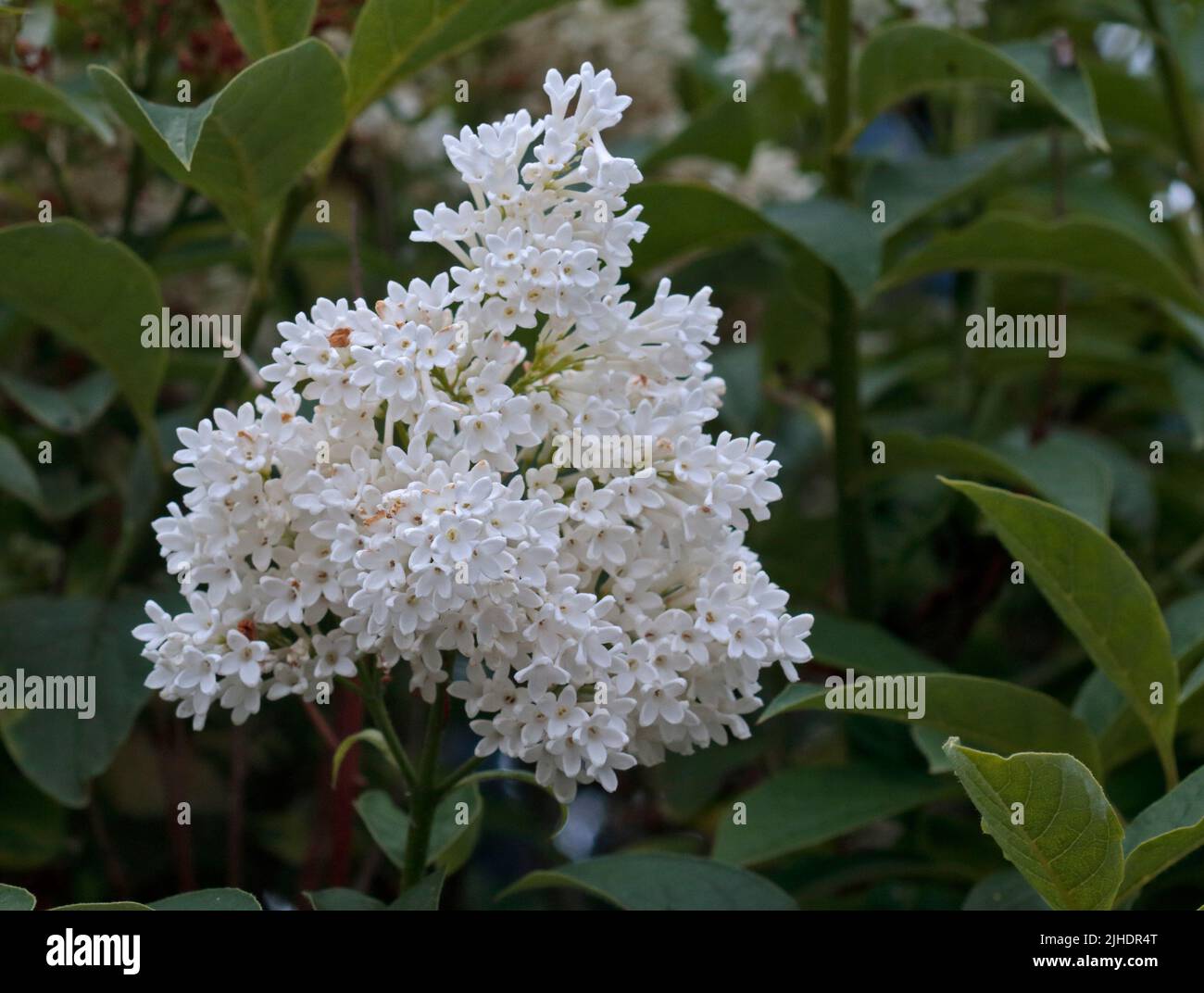 Lilas blanc (syringa), pays de Galles Banque D'Images