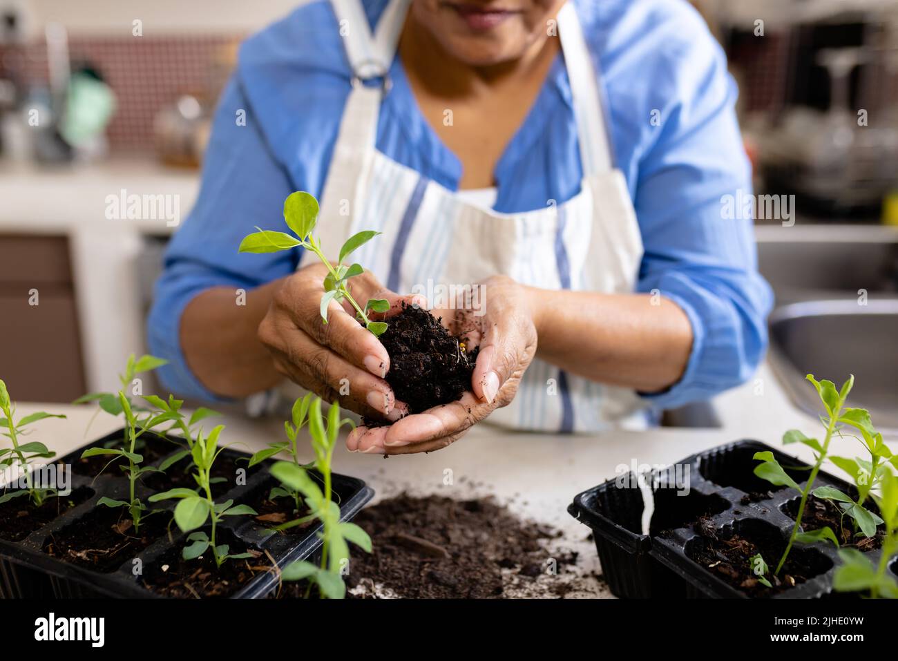 Section médiane de la femme biraciale mature tenant le prélèvement et le compost tout en plantant sur la table à la maison Banque D'Images