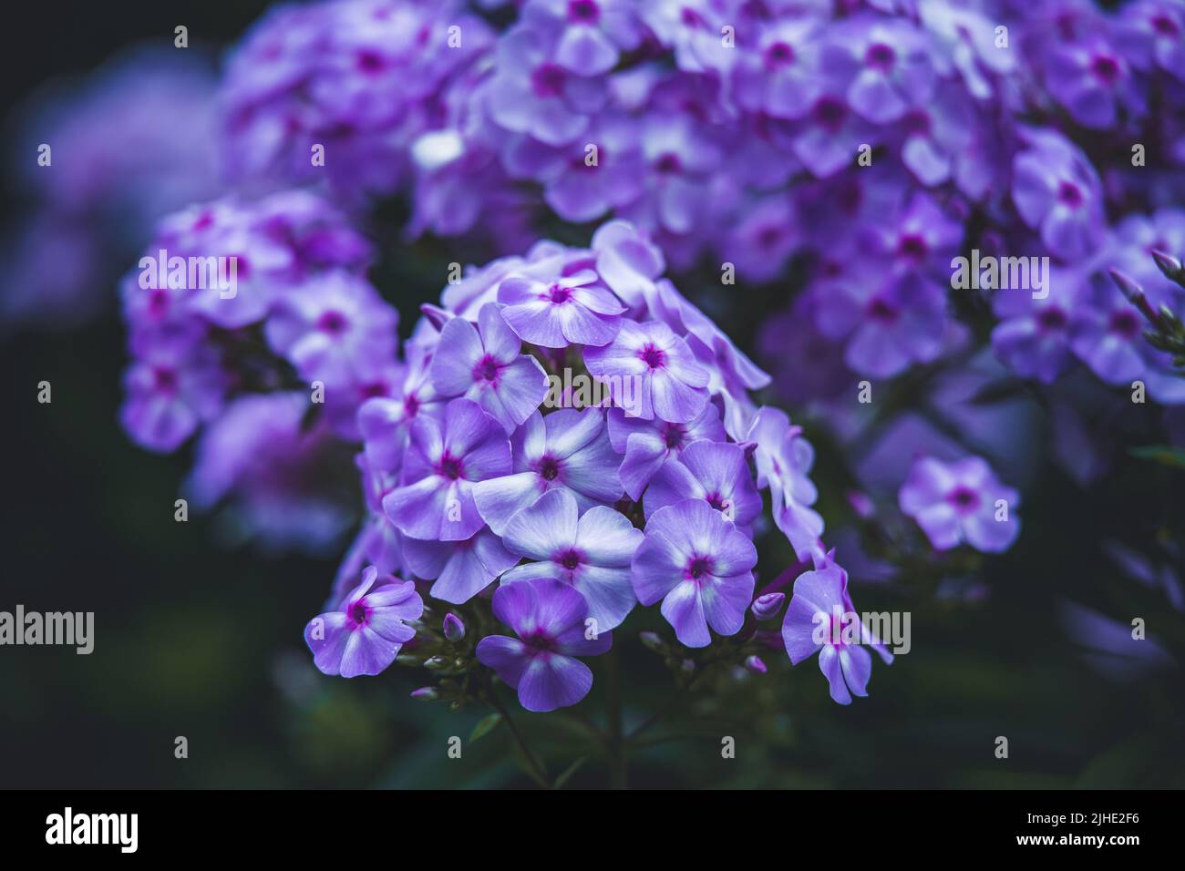 Gros plan de fleurs de phlox d'automne violets (Phlox paniculata) Banque D'Images