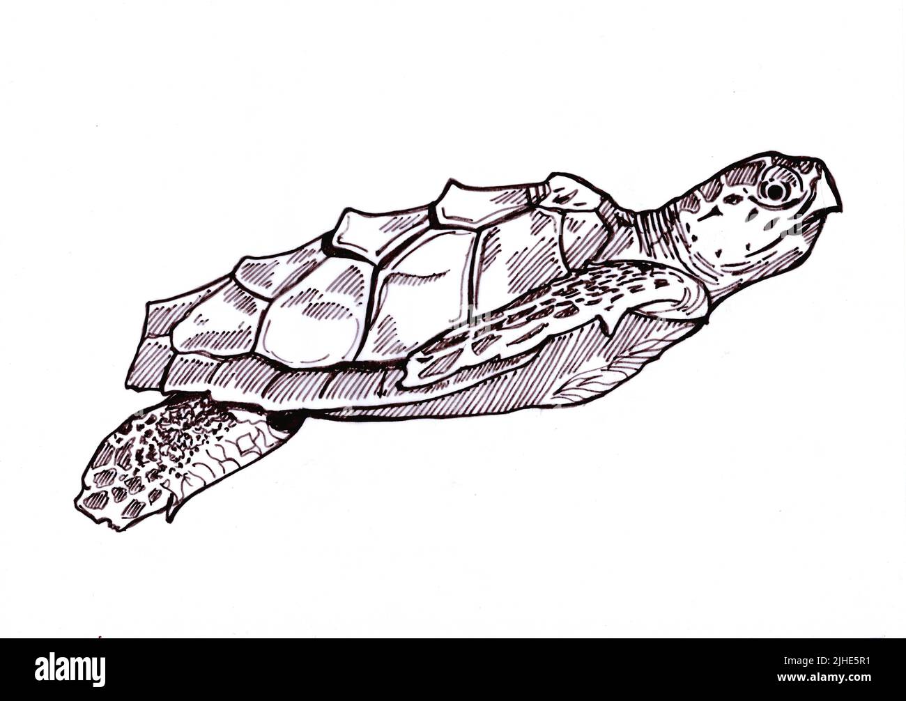 Illustration noire et blanche d'une tortue sur fond blanc. Banque D'Images