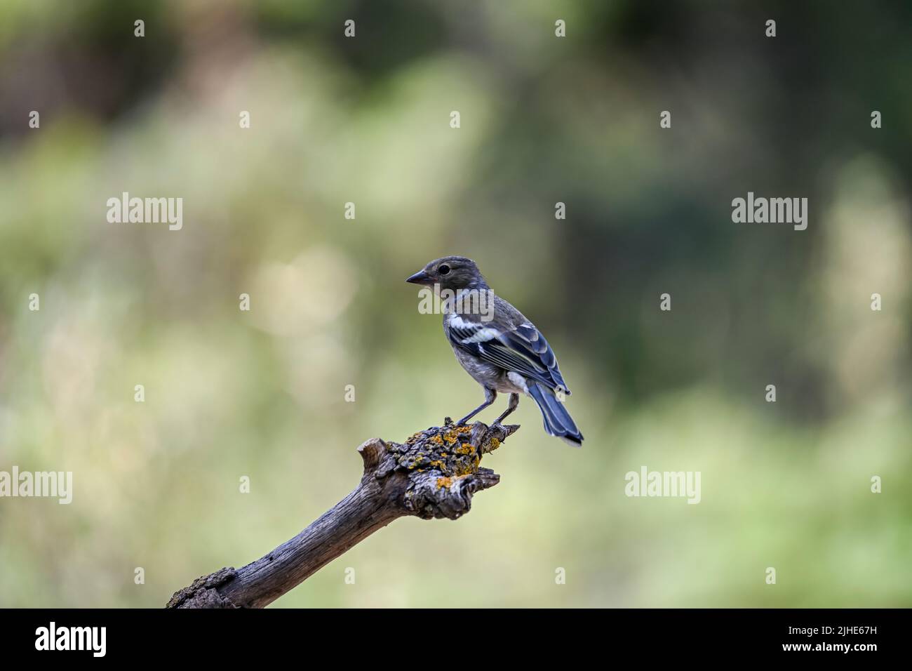 Coelebs de finch ou de Fringilla - petit oiseau de passerine Banque D'Images