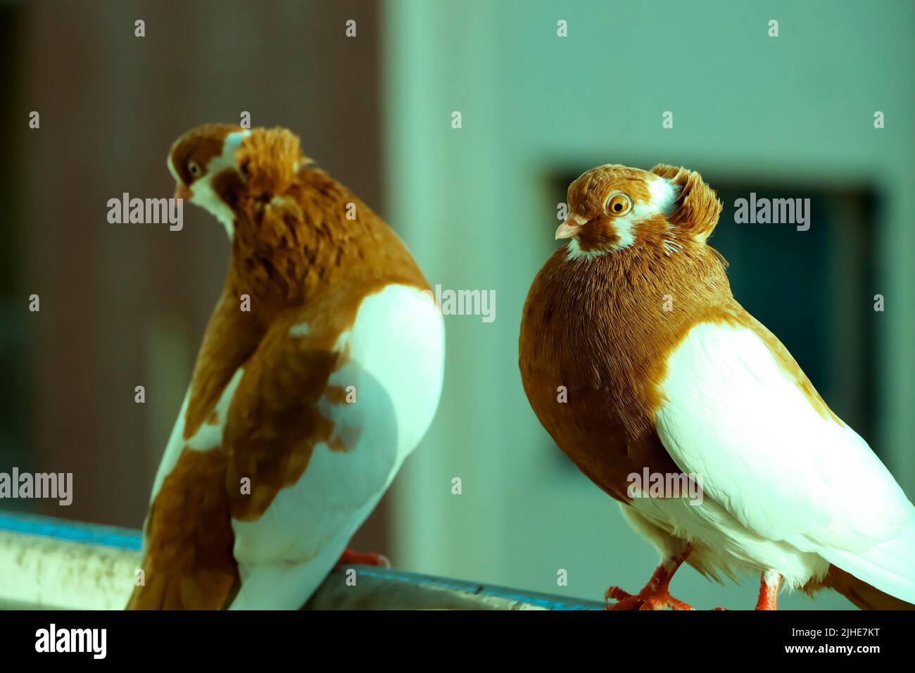 Gros plan image de deux pigeons colorés assis sur le côté opposé. Mise au point sélective Banque D'Images