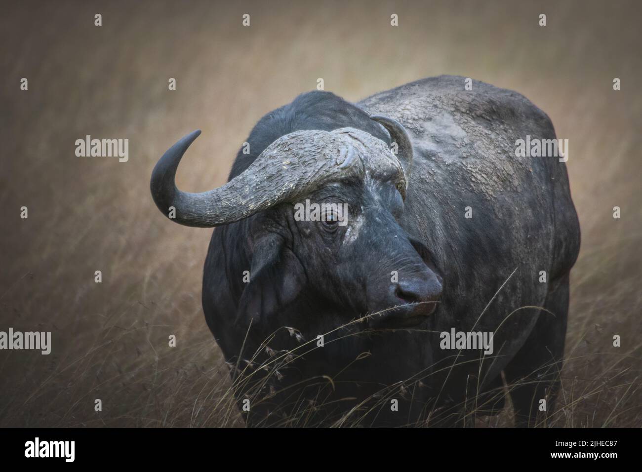Buffle africain isolé (Syncerus caffer) dans la prairie de Maasai Mara. Concept de safari sauvage. Kenya Tanzanie. Afrique Banque D'Images