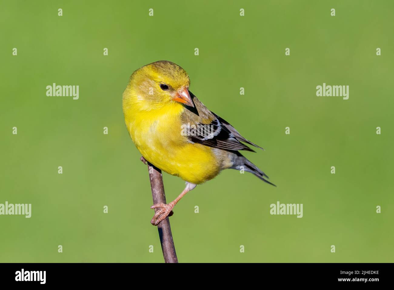 Un finch jaune me pose à mes mangeoires dans ma cour dans le comté rural de Door, Wisconsin. Banque D'Images