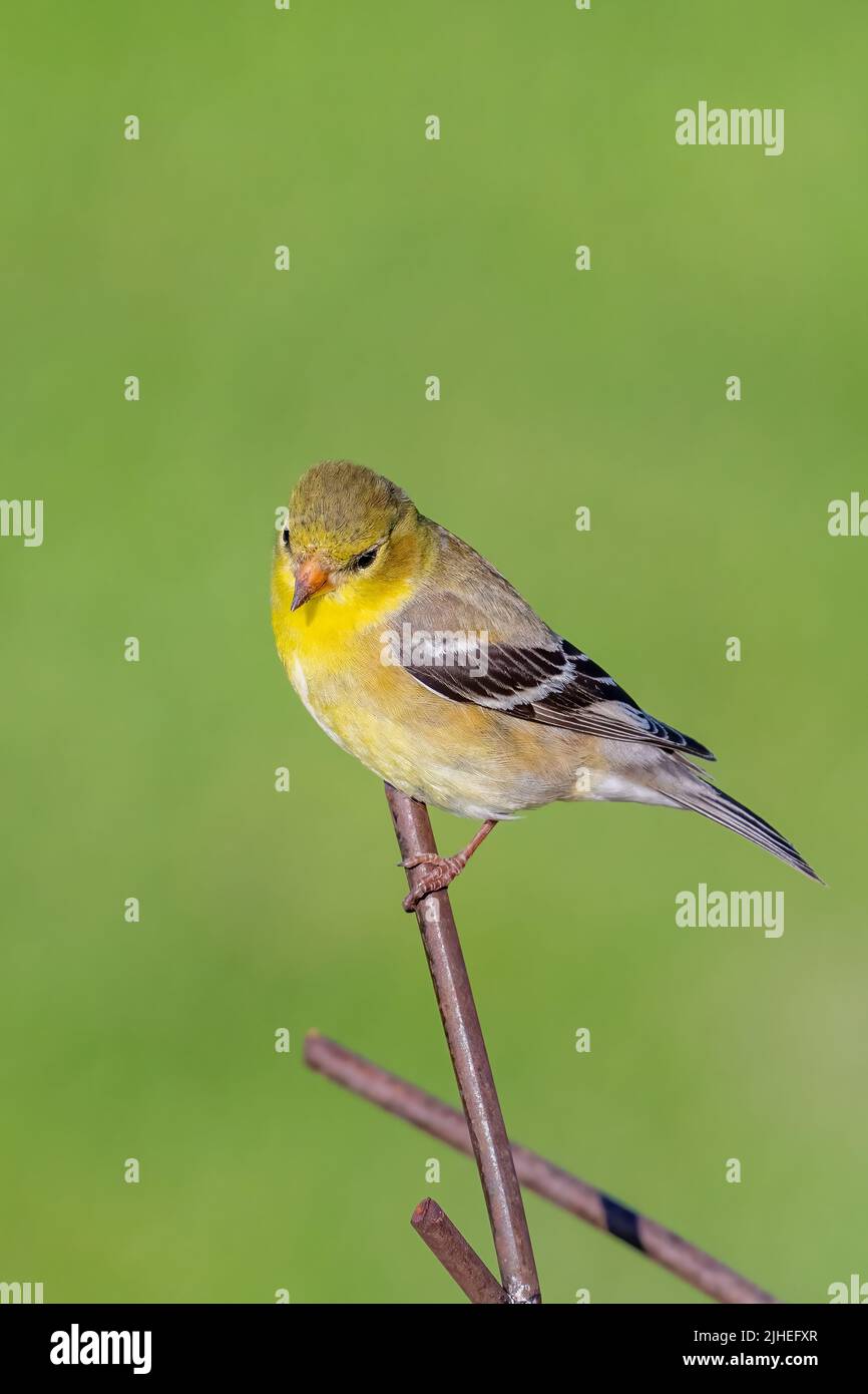 Un finch jaune me pose à mes mangeoires dans ma cour dans le comté rural de Door, Wisconsin. Banque D'Images