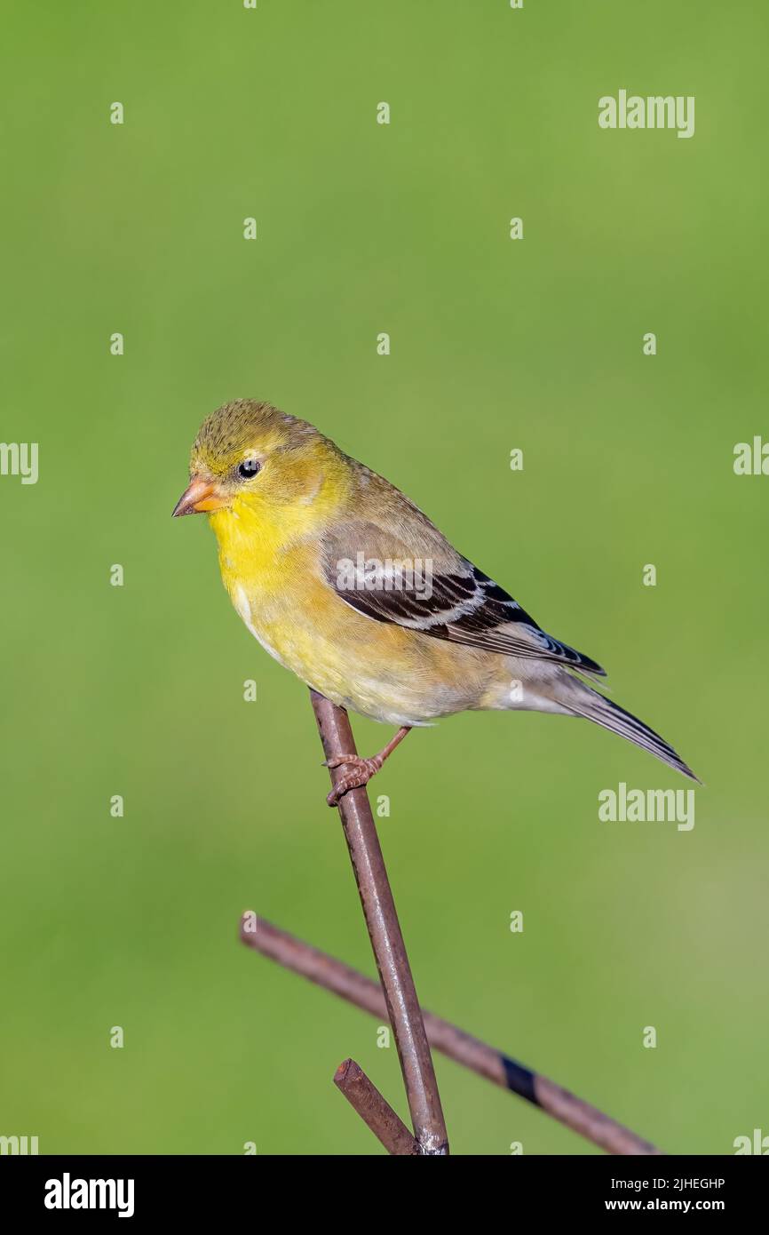 Un finch jaune me pose à mes mangeoires dans ma cour dans le comté rural de Door, Wisconsin. Banque D'Images