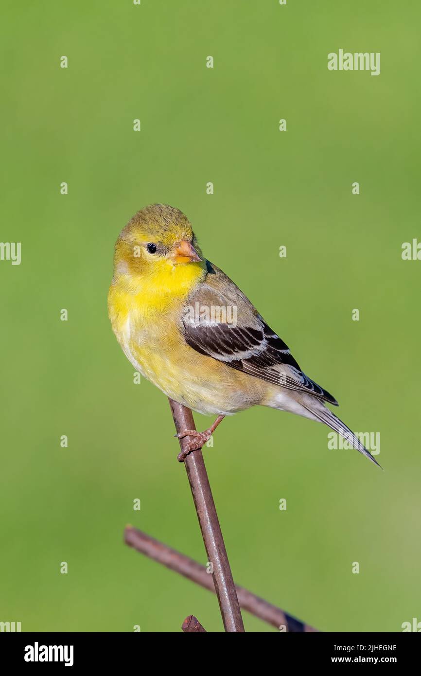 Un finch jaune me pose à mes mangeoires dans ma cour dans le comté rural de Door, Wisconsin. Banque D'Images