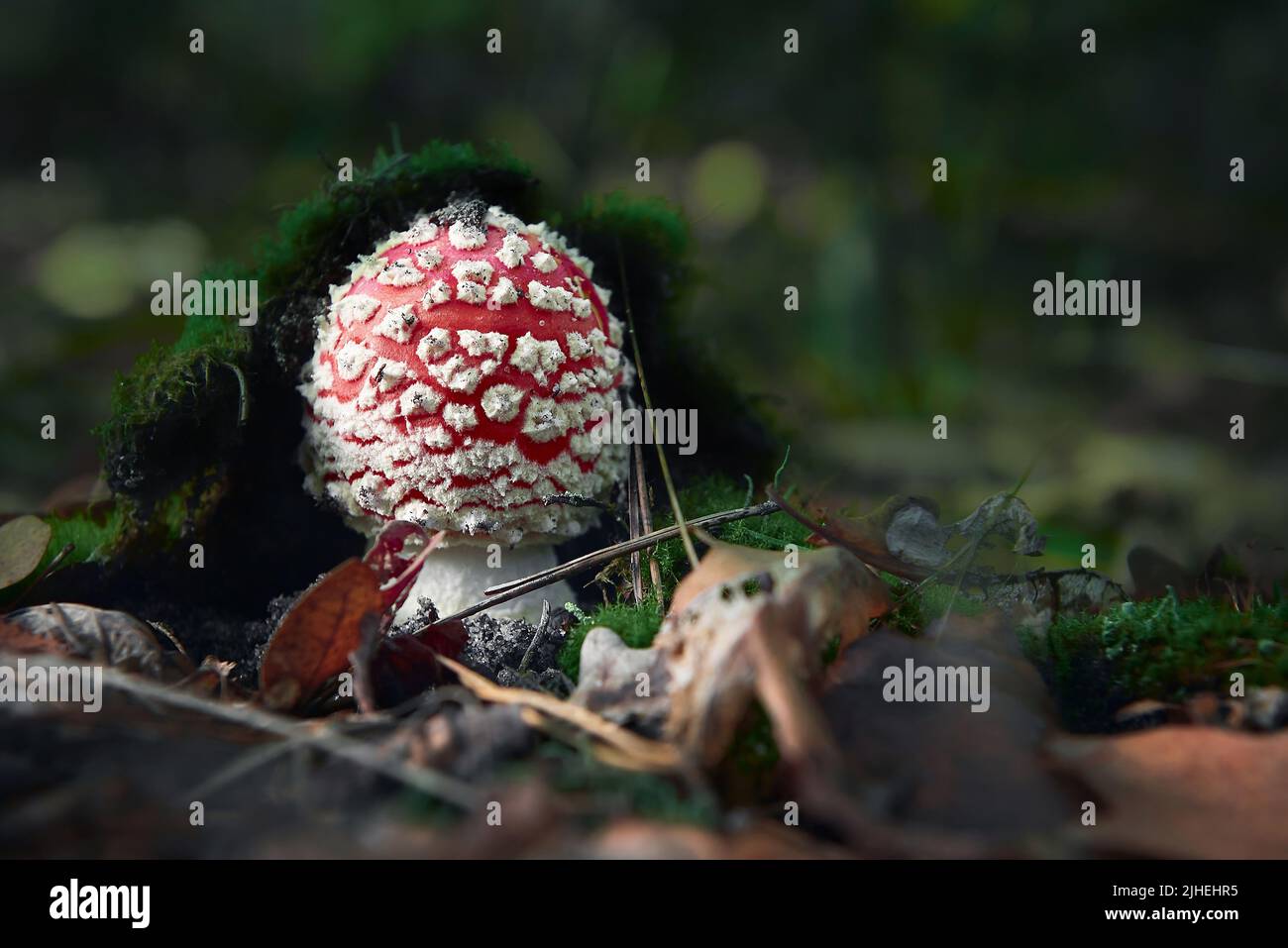 mouche rouge agaric gros plan dans la forêt d'automne avec le feuillage et la mousse Banque D'Images