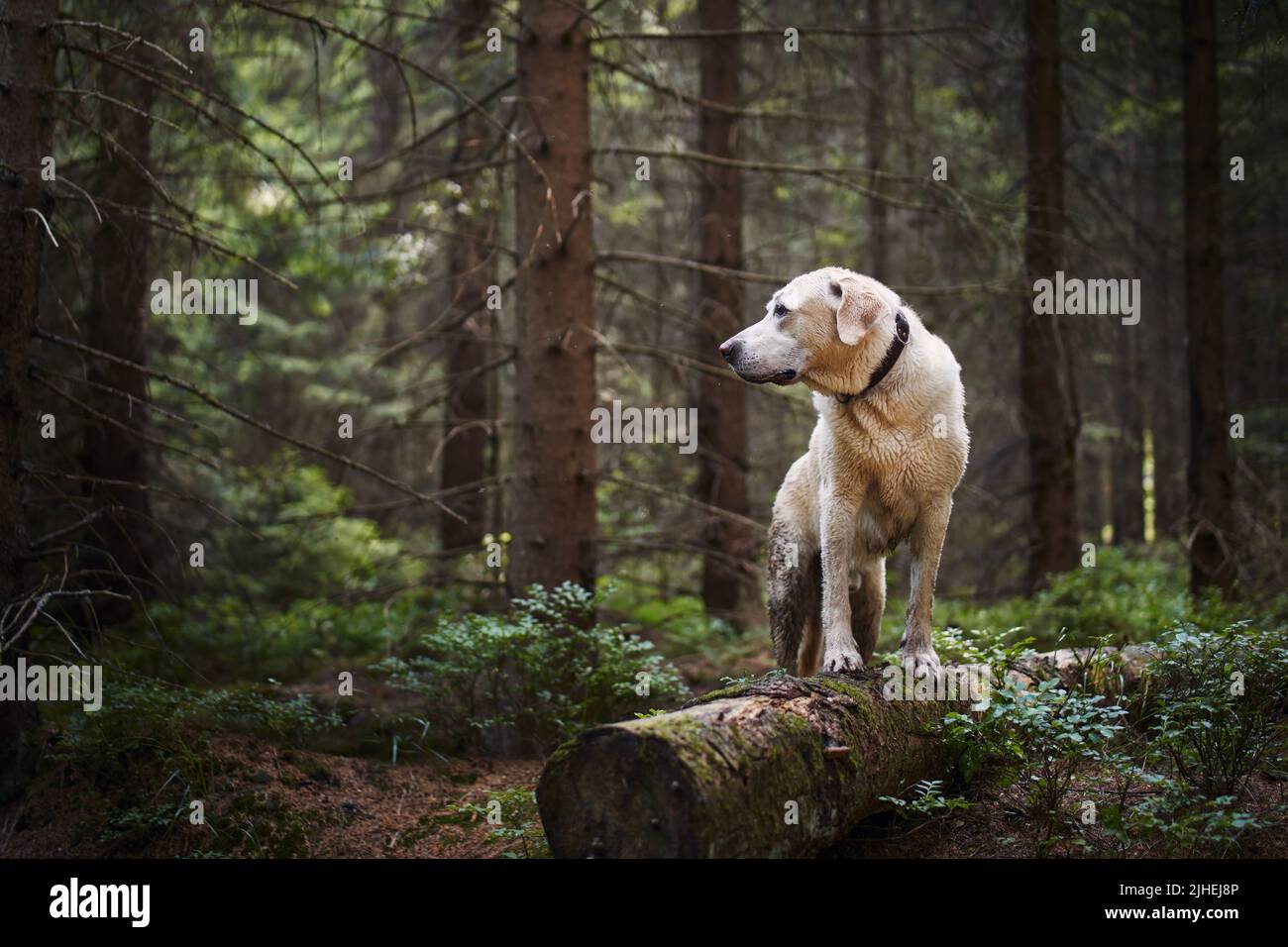 Voyage aventure avec Happy Dog. Labrador humide et sale retriever pendant la randonnée dans la forêt profonde. Banque D'Images