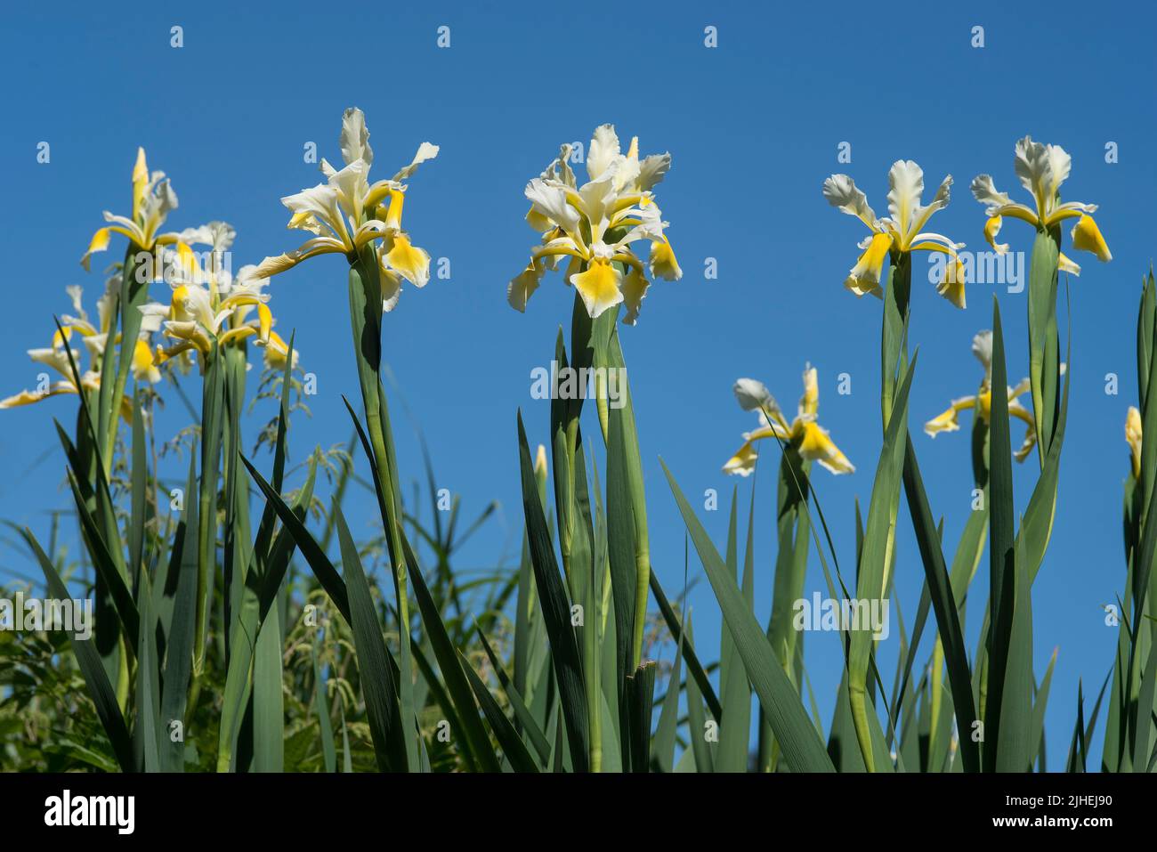 Gros plan des élévations jaune et blanc. Idéal pour les plantations de hautes bordures dans un ciel bleu clair. Banque D'Images