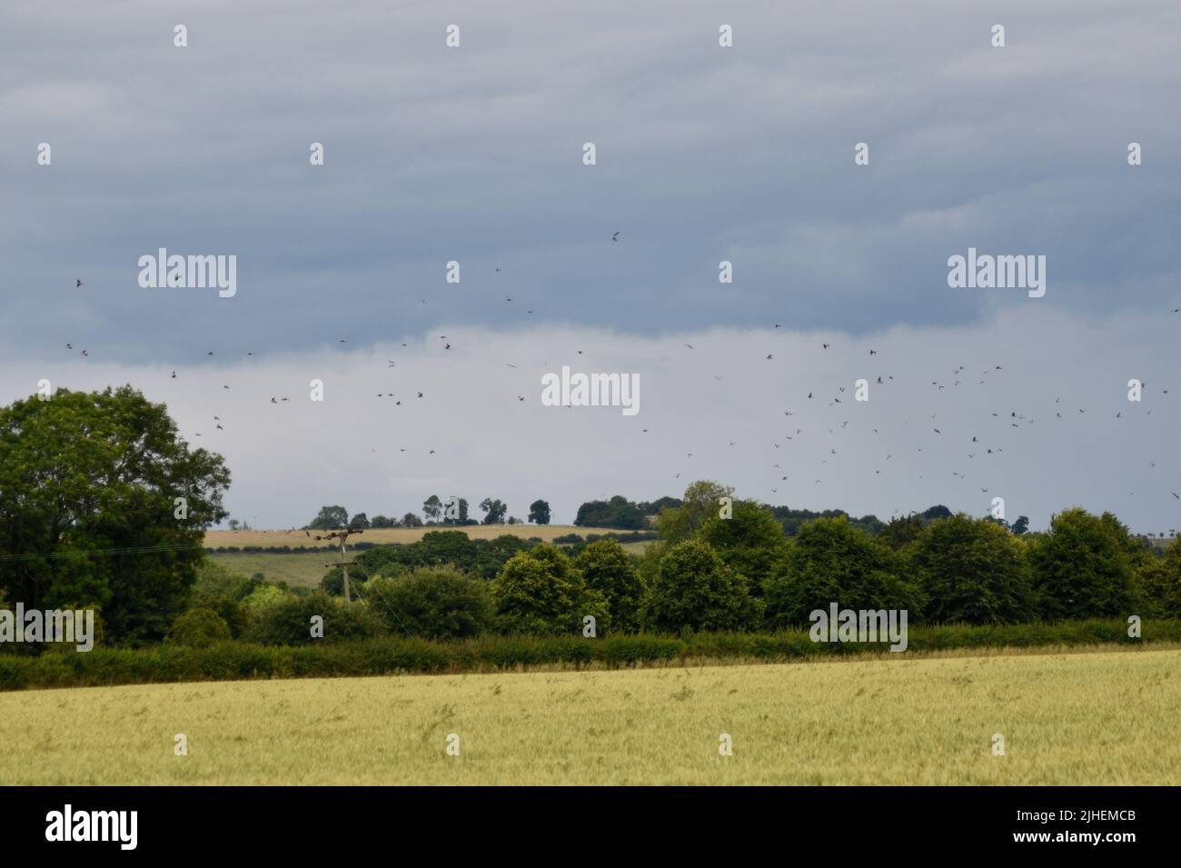 Pigeons en vol au-dessus de la campagne Hook Norton Oxfordshire Angleterre royaume-uni Banque D'Images