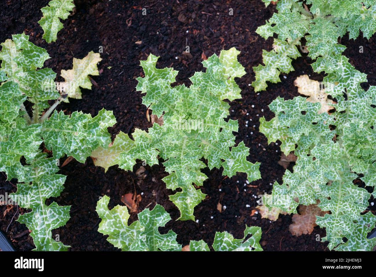 Feuilles des jeunes plantules de chardon variégé en vue de dessus. Il a divers noms communs (latin: Silybum marianum), y compris le chardon-Marie et Scotch Banque D'Images