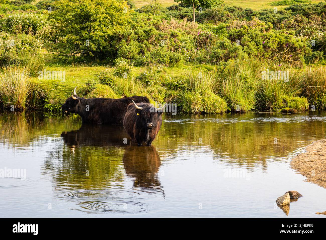 Corned Cow refroidissement de dans l'eau dans la vague de chaleur extrême été de 2022 due au changement climatique, St Breward, Bodmin, Cornwall, Royaume-Uni Banque D'Images