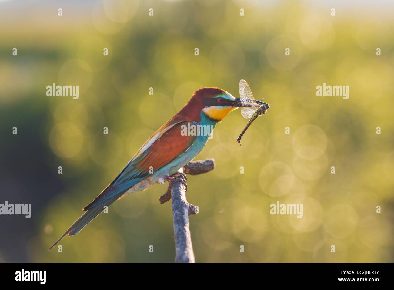 magnifique oiseau sauvage au coucher du soleil tenant une libellule dans son bec Banque D'Images