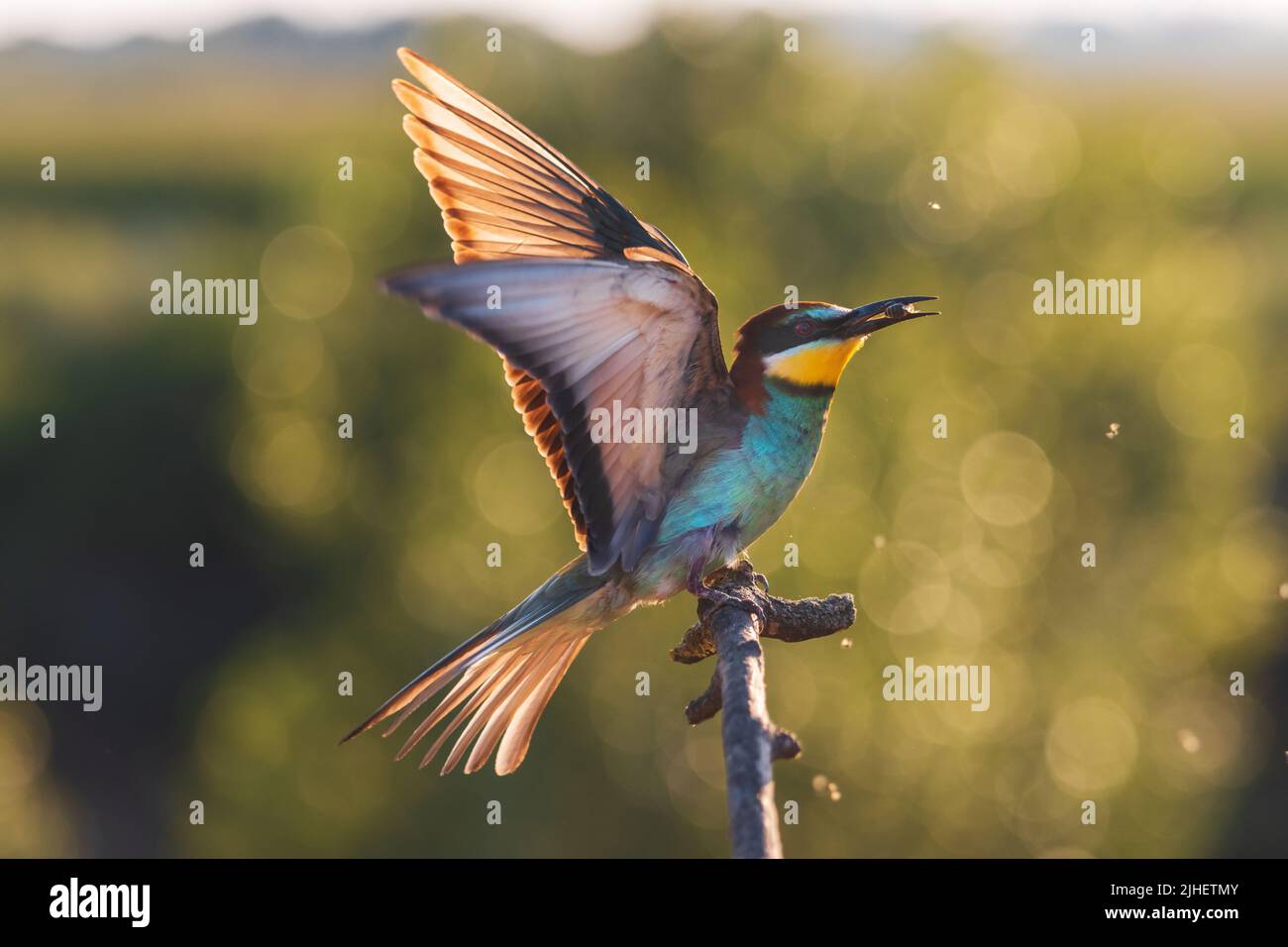magnifique oiseau sauvage au coucher du soleil a ouvert ses ailes Banque D'Images