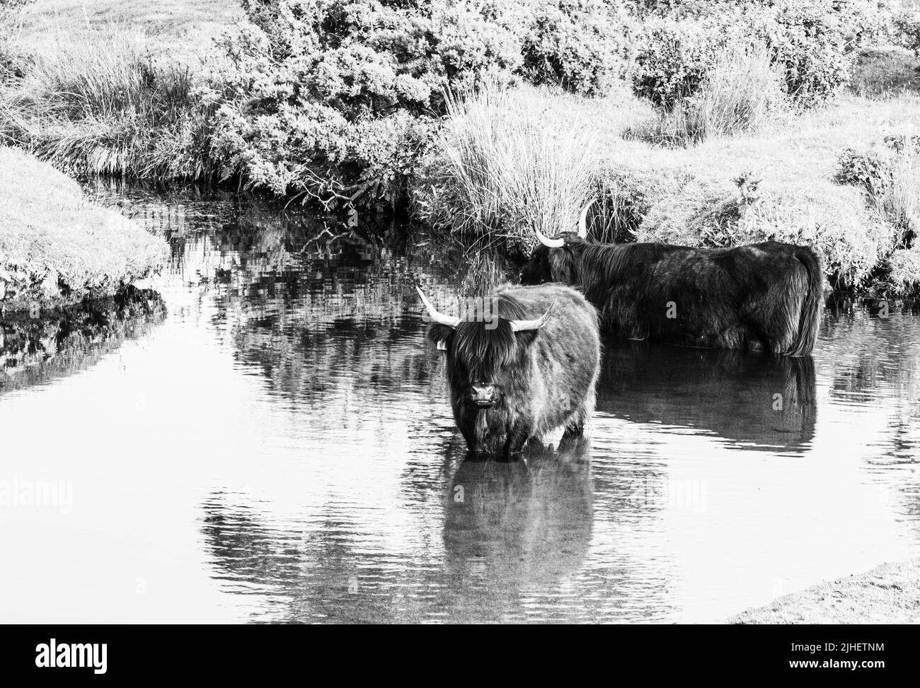 Corned Cow refroidissement de dans l'eau dans la vague de chaleur extrême été de 2022 due au changement climatique, St Breward, Bodmin, Cornwall, Royaume-Uni en noir et blanc Banque D'Images