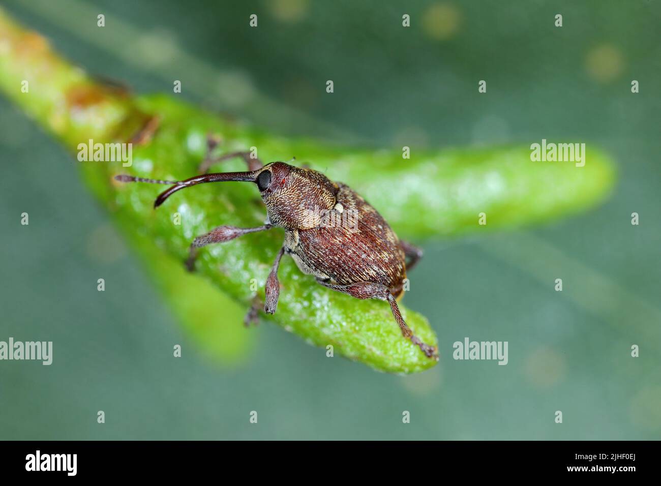 Curculio rubidus, Weevil de la famille Curculionide. Banque D'Images