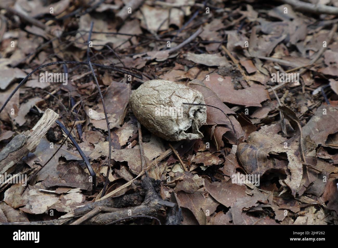 Vue latérale d'un vieux cocon ou d'une coquille de Cicada (Rahaiya) sur le sol de la forêt avec des feuilles sèches et des matériaux d'arbres morts Banque D'Images