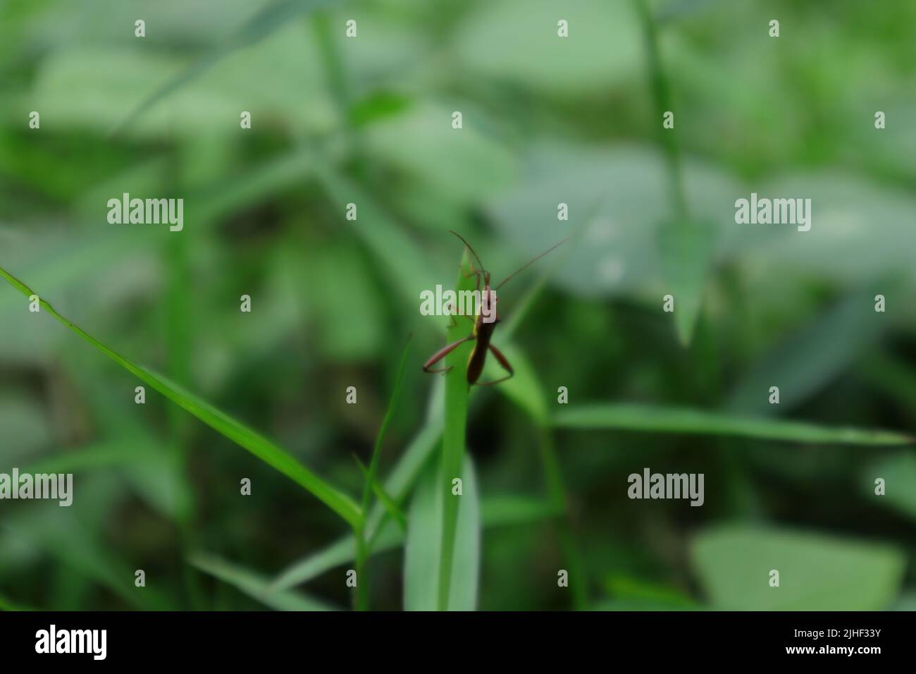 Un insecte brun marche à la surface d'une feuille d'herbe dans la nature Banque D'Images
