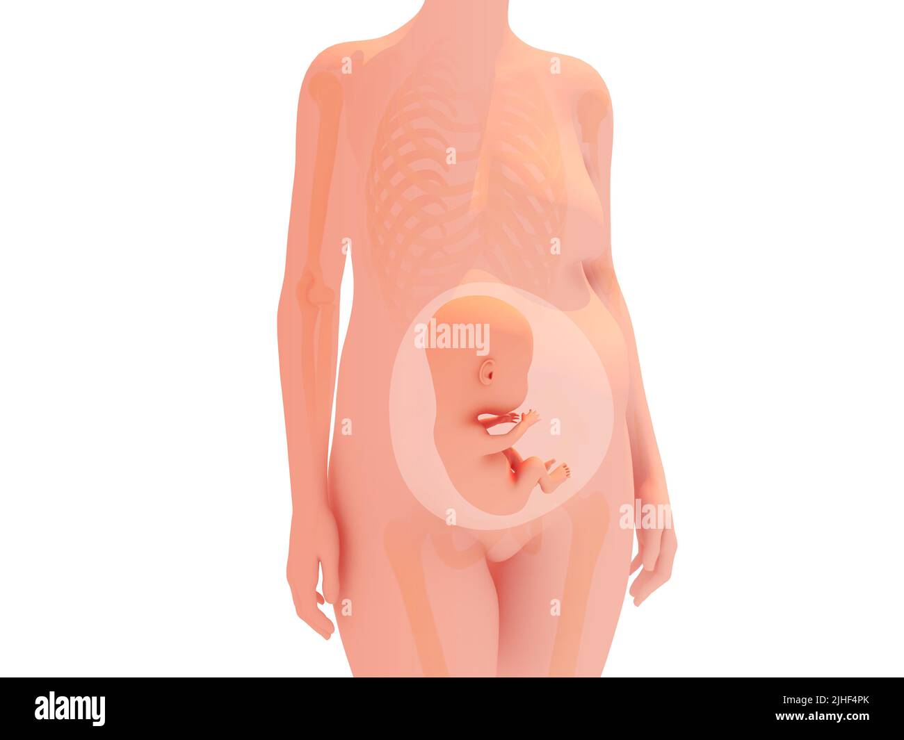 3d illustration anatomique d'une grossesse à un stade avancé de la gestation. Image du corps transparent de la femme aux couleurs naturelles. Banque D'Images