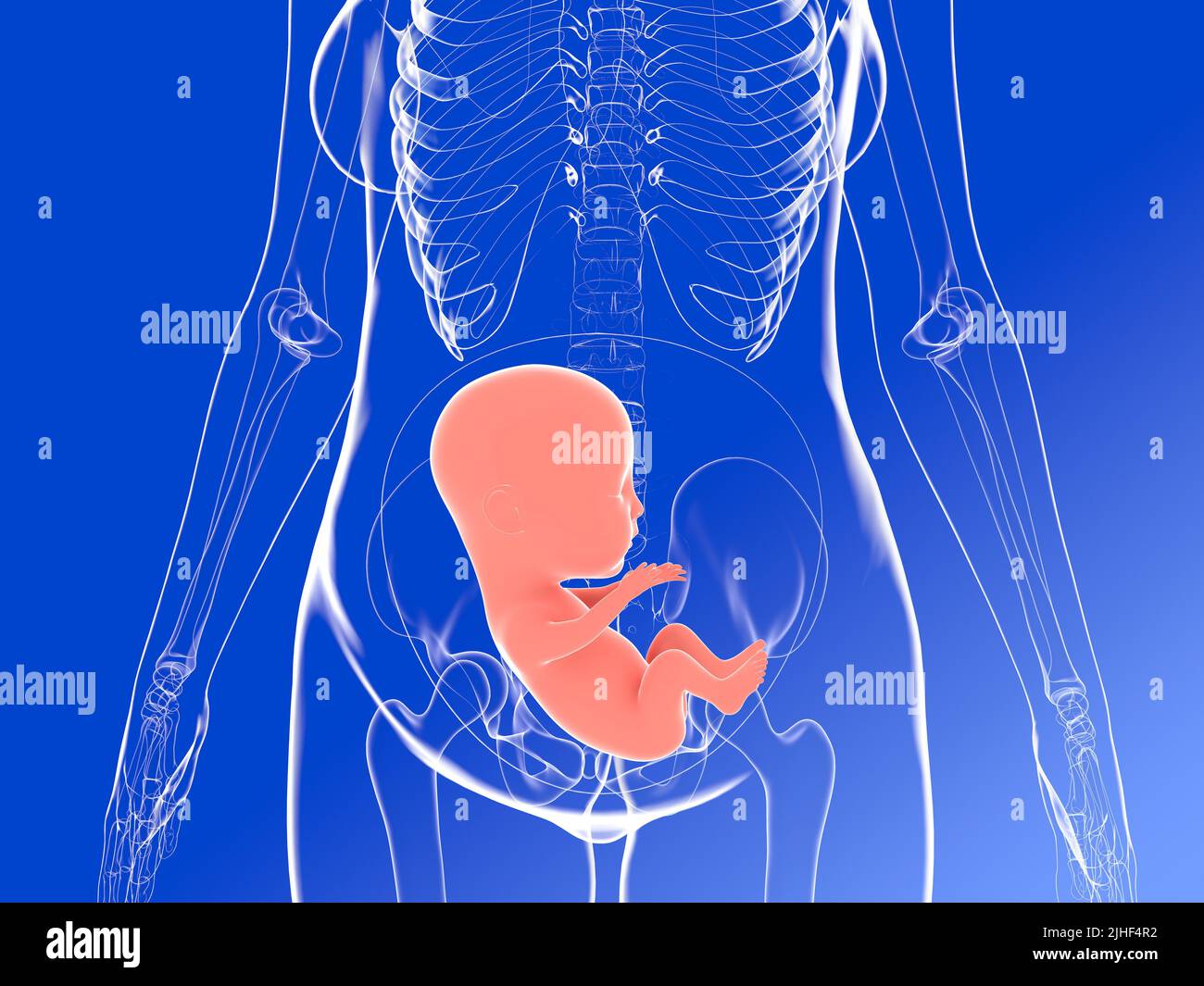 Illustration anatomique 3D d'une grossesse. Image de l'intérieur du corps d'une femme montrant un fœtus à un stade avancé de la grossesse. Banque D'Images