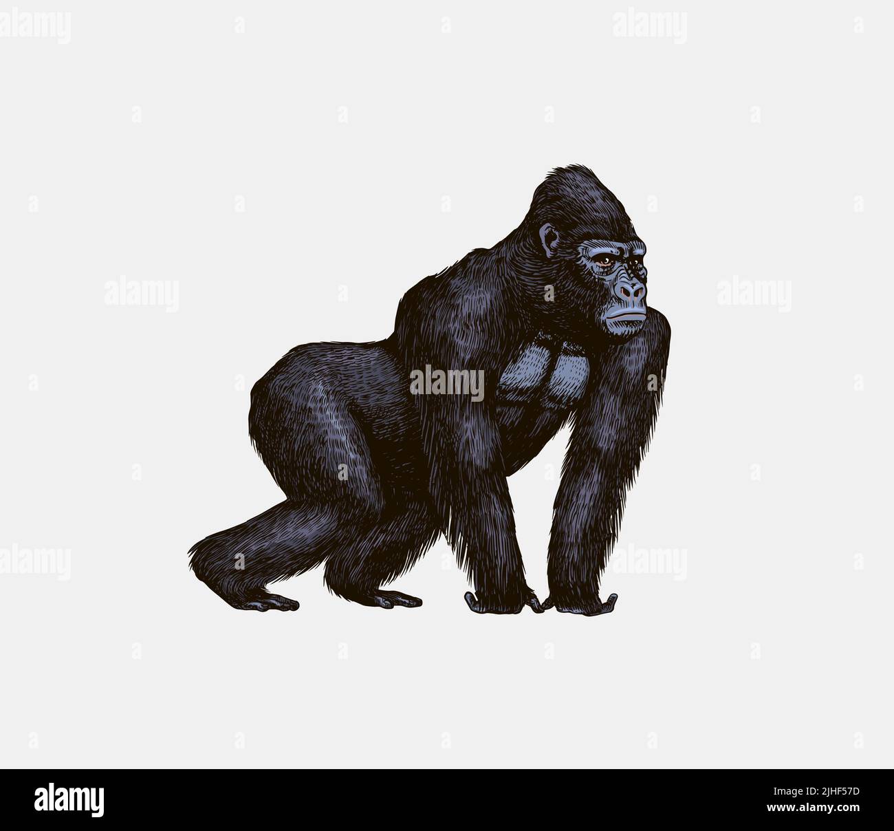 Le gorille de l'Ouest est rampant dans un style vintage. Singe géant. Dessin gravé à la main dans un style de coupe de bois. Illustration de Vecteur