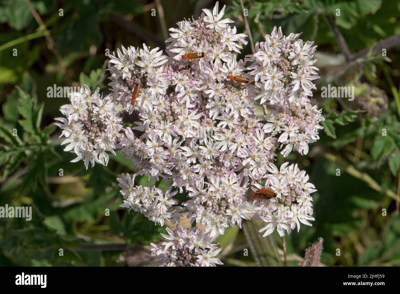 Les coléoptères de soldat rouge (Rhagonycha fulva) qui parcourent et pollinguent l'ombelle à fleurs blanches de l'herbe à poux commune (Heracleum sphondylium), Berkshire, Jul Banque D'Images