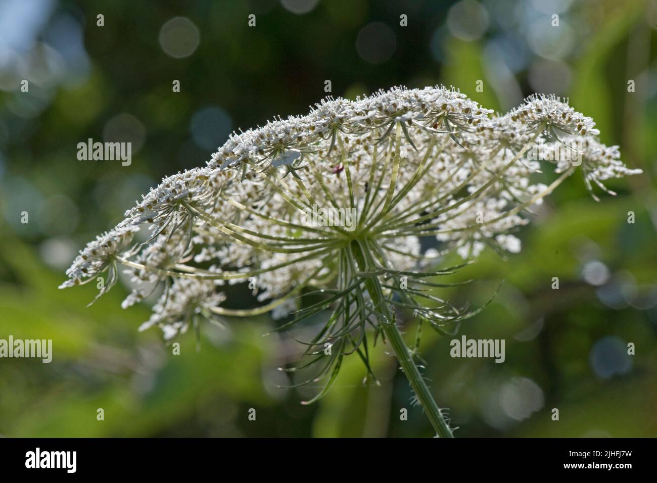 Carotte sauvage ou dentelle de la reine Anne (Daucus carota) vue latérale des umbes fleuris avec fleurs blanches et bractées vertes caractéristiques, Berkshire, Ju Banque D'Images