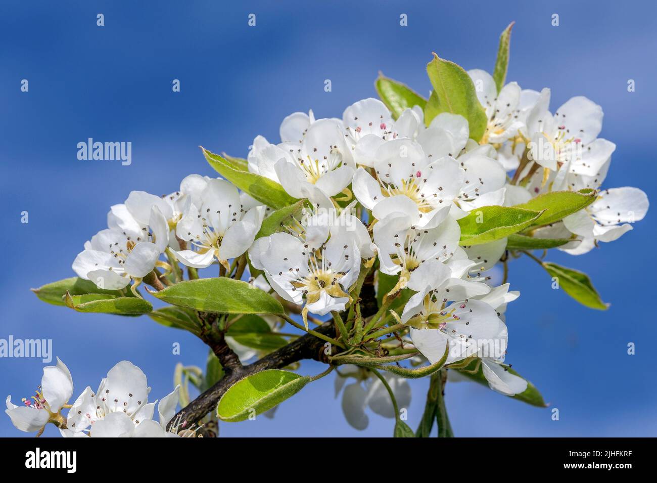 La poire cultivée - Pyrus communis, est une plante qui appartient à la famille des Pomes (Pyrinae) de la famille des roses (Rosaceae). La poire hermaphrodite Blo Banque D'Images