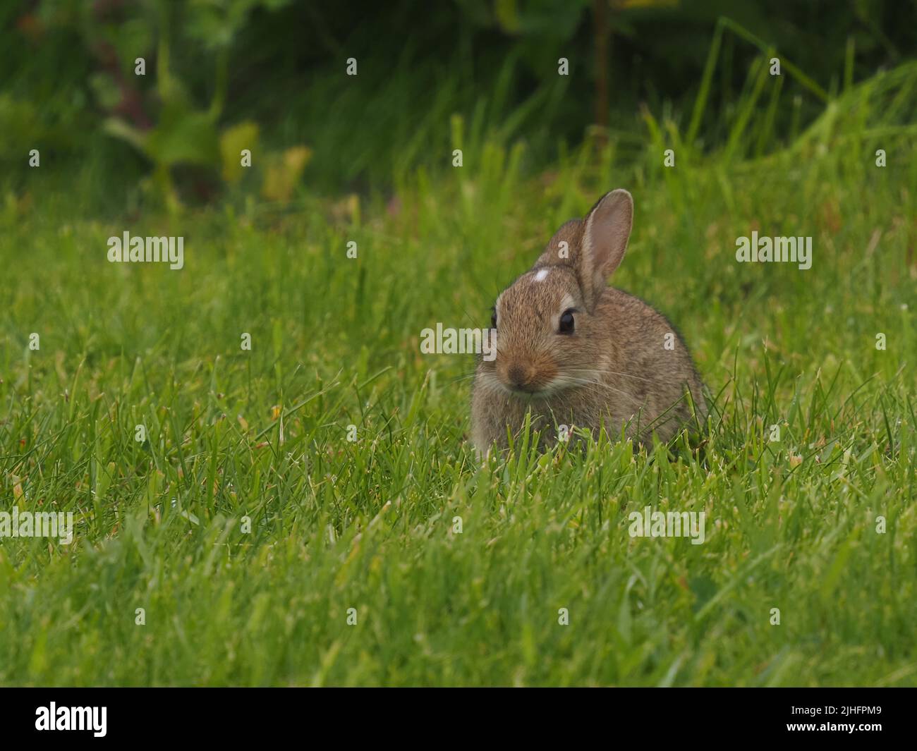 2022 a été une année exceptionnelle pour le nombre de lapins sur l'Uist du Nord, bonne nouvelle pour les rapaces qui chassent l'île. Banque D'Images