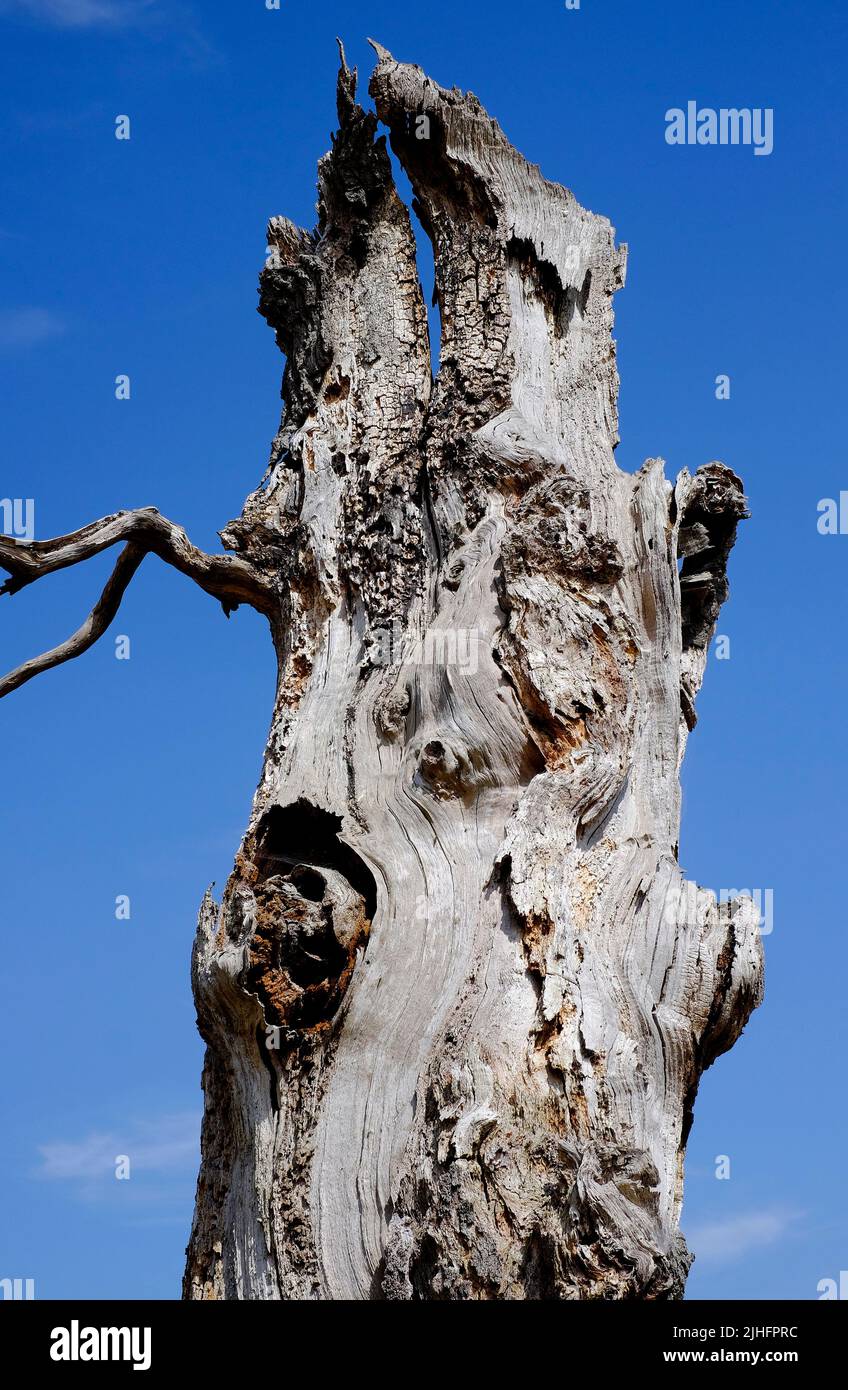 tronc d'arbre abîmé sur fond bleu ciel Banque D'Images