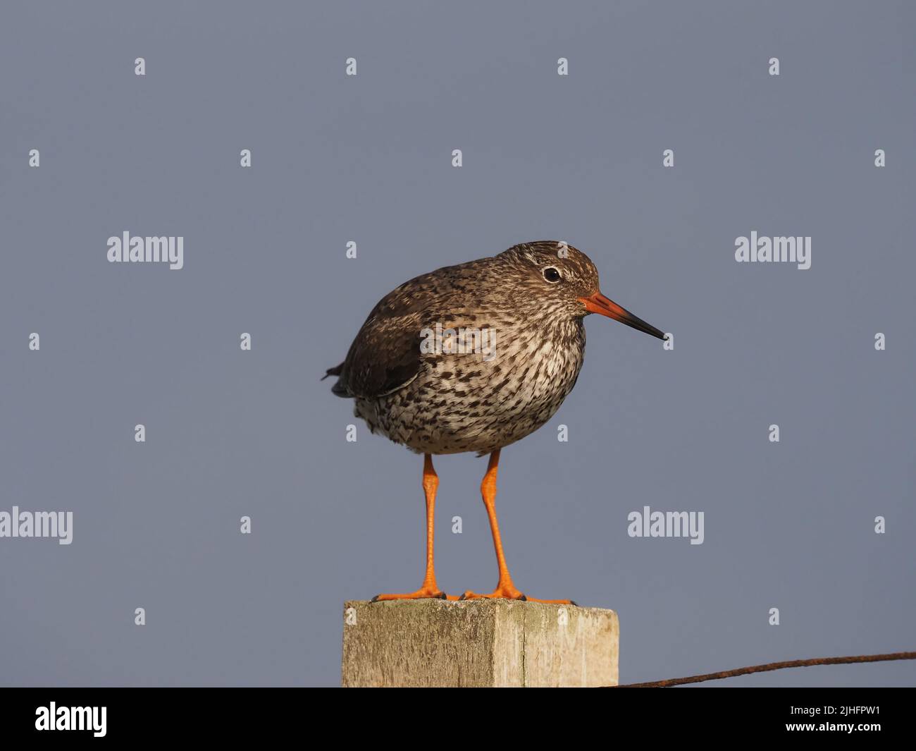 Après que les poussins ont à part les oiseaux adultes continuent des protéger des prédateurs souvent en utilisant des poteaux pour obtenir un avantage visuel. Banque D'Images