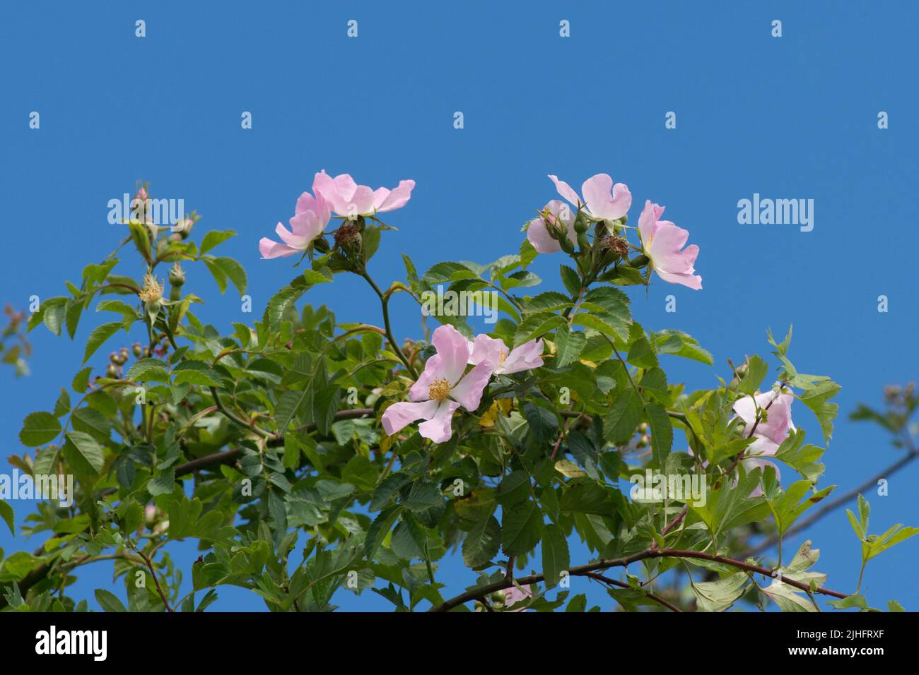 Chien Rose, Rosa canina, fleurs roses contre un ciel bleu d'été, Norfolk, juin Banque D'Images