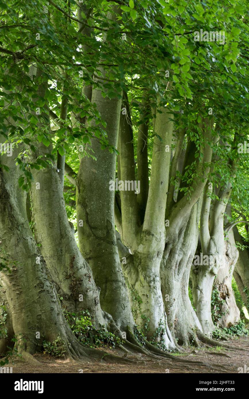 Rangée de Béch commun, Fagus sylvatica, troncs d'arbre de suite, Norfolk, juin Banque D'Images