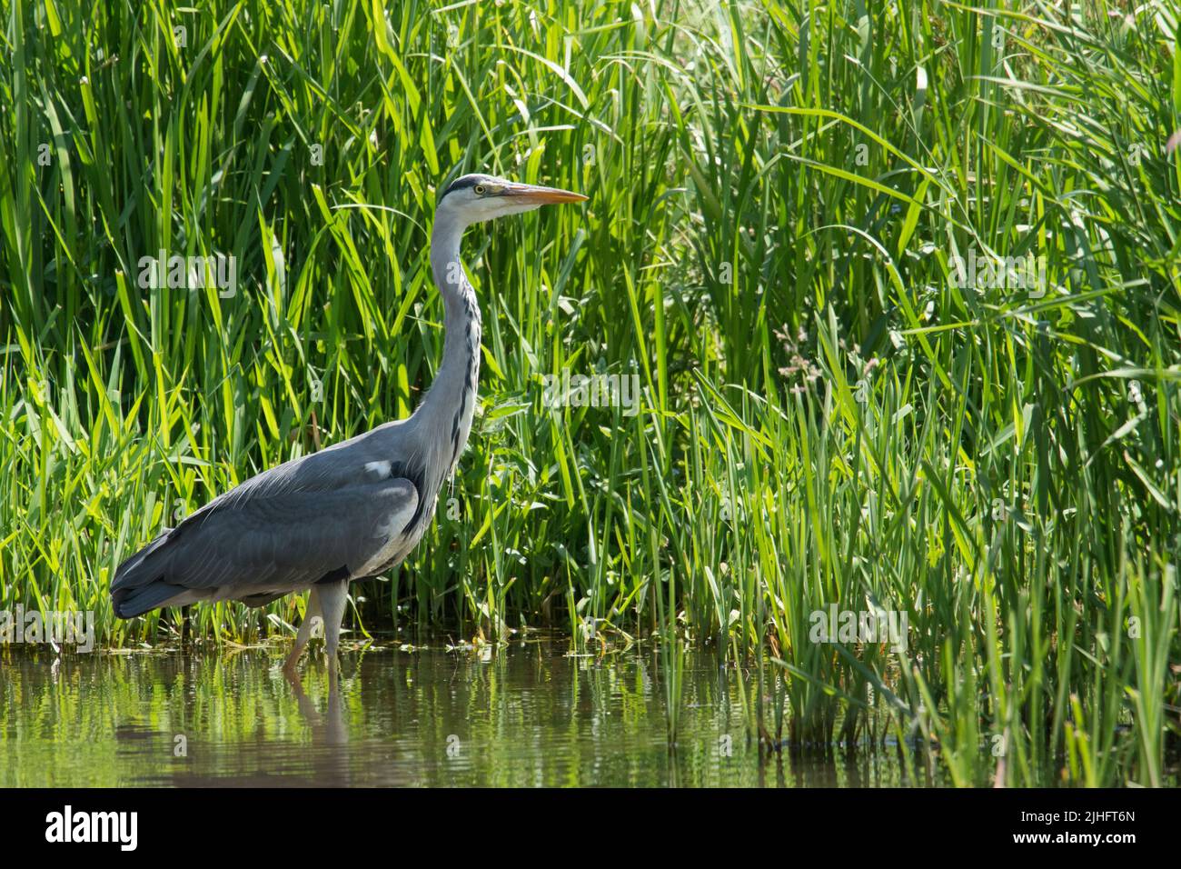 Heron gris, Ardea cinerea, River Bure, Norfolk, juin Banque D'Images