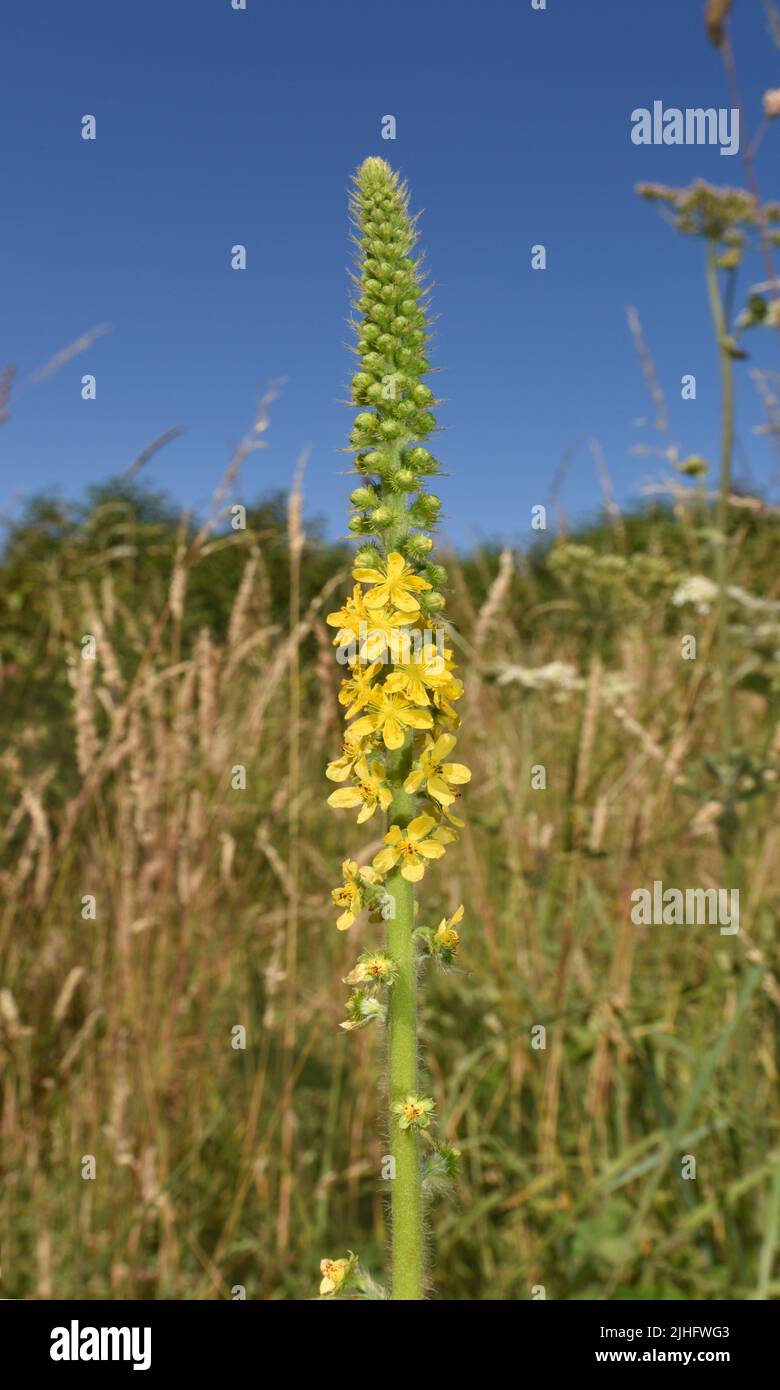 - Agrimony Agrimonia eupatoria Banque D'Images