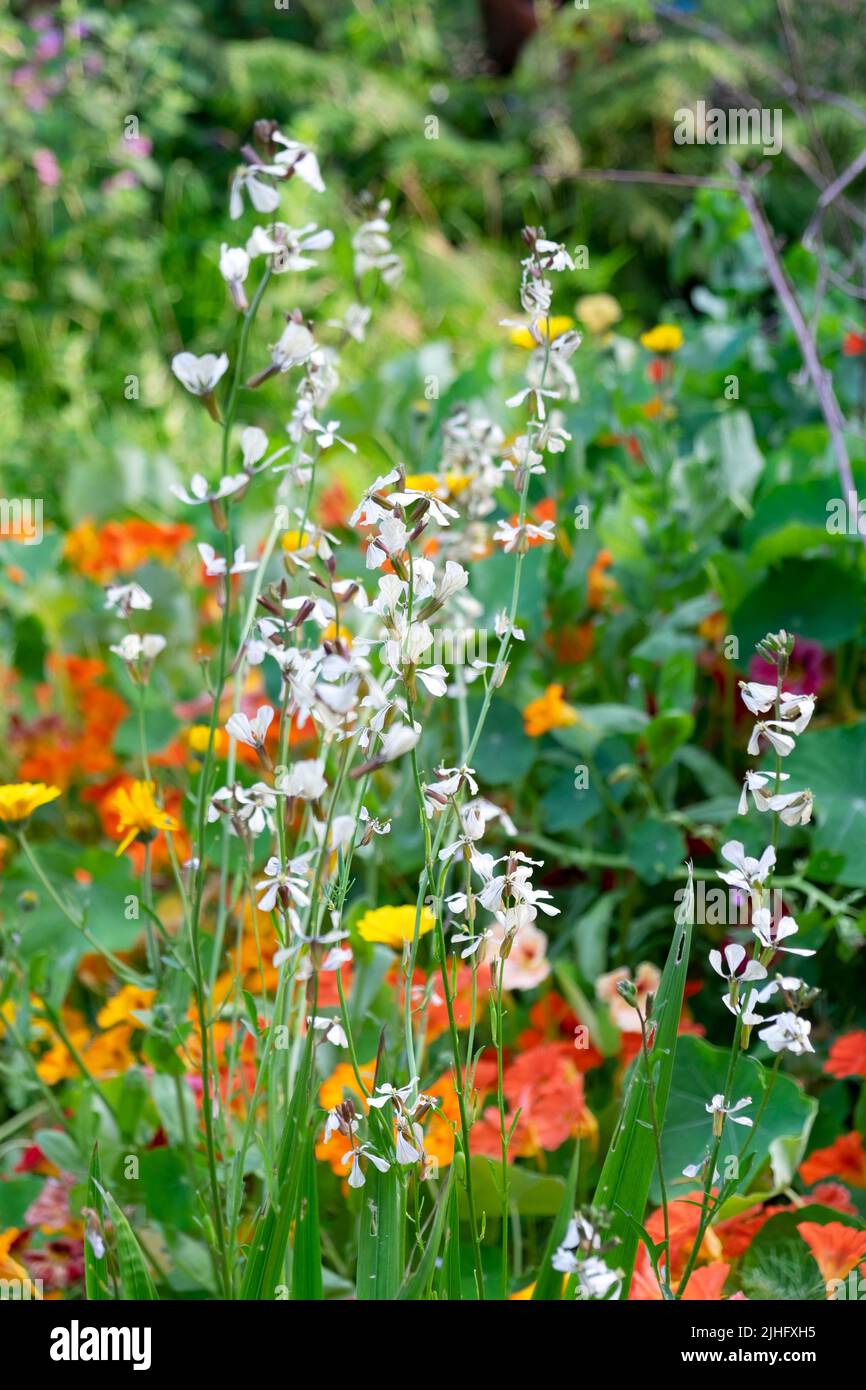 Fleurs plantes de fusée fleurs qui vont semer dans la vague de chaleur d'été dans le jardin sec de pays Carmarthenshire pays de Galles Royaume-Uni 16 juillet 2022 KATHY DEWITT Banque D'Images