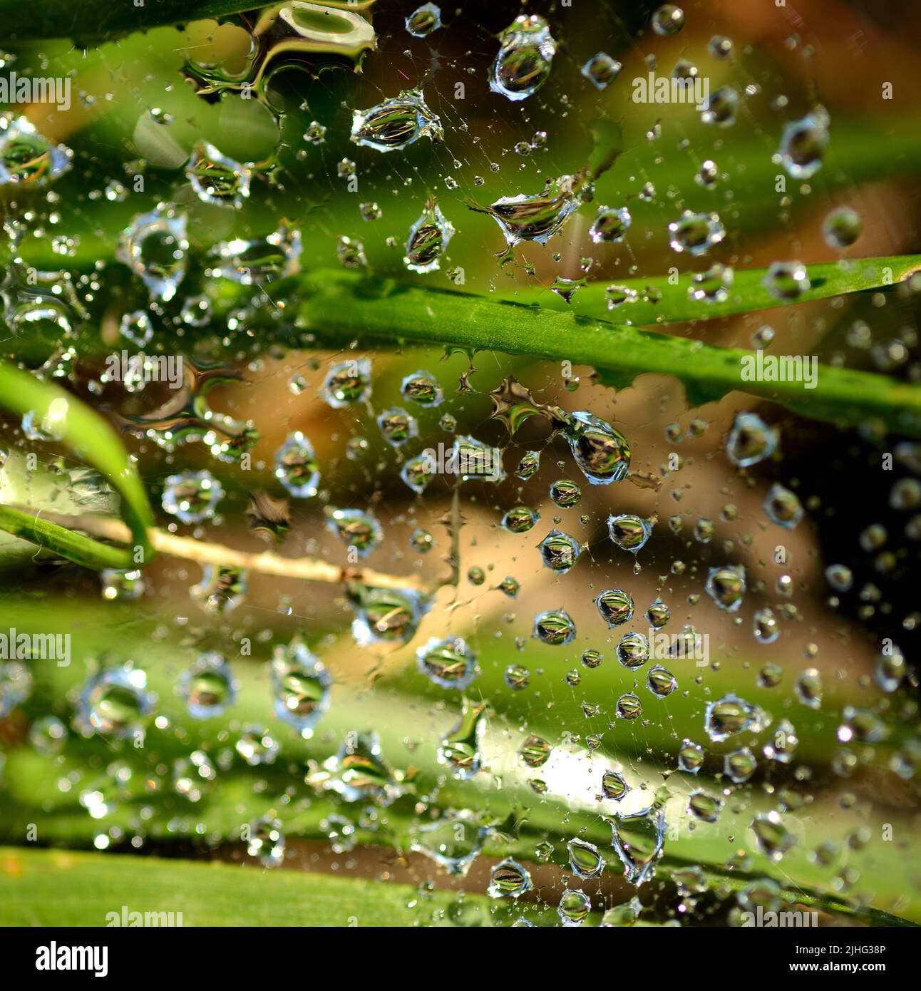 Gros plan des gouttelettes d'eau dans une toile d'araignée Banque D'Images