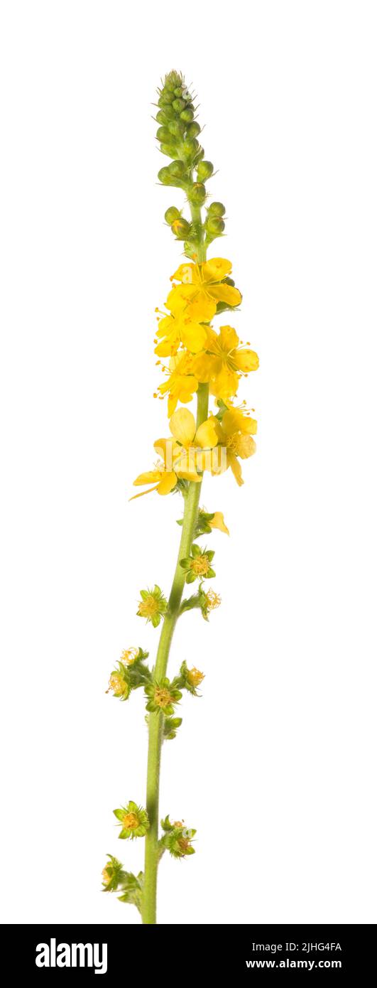 Fleurs communes de l'agrimony isolées sur fond blanc Banque D'Images