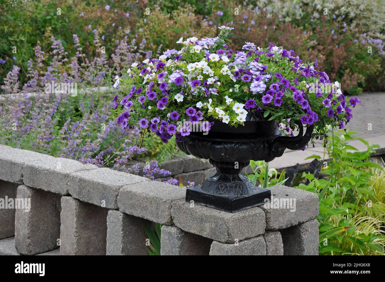 Magnifiques pétunias violets et blancs en jardinière noire Banque D'Images