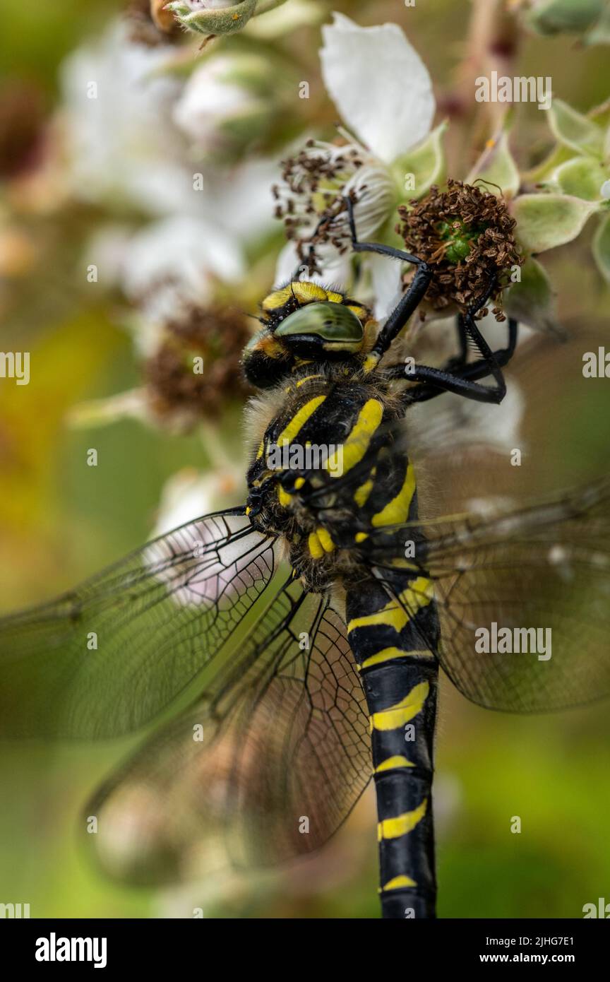 Dragonfly femelle à anneau doré reposant sur une fleur de mûre. Banque D'Images