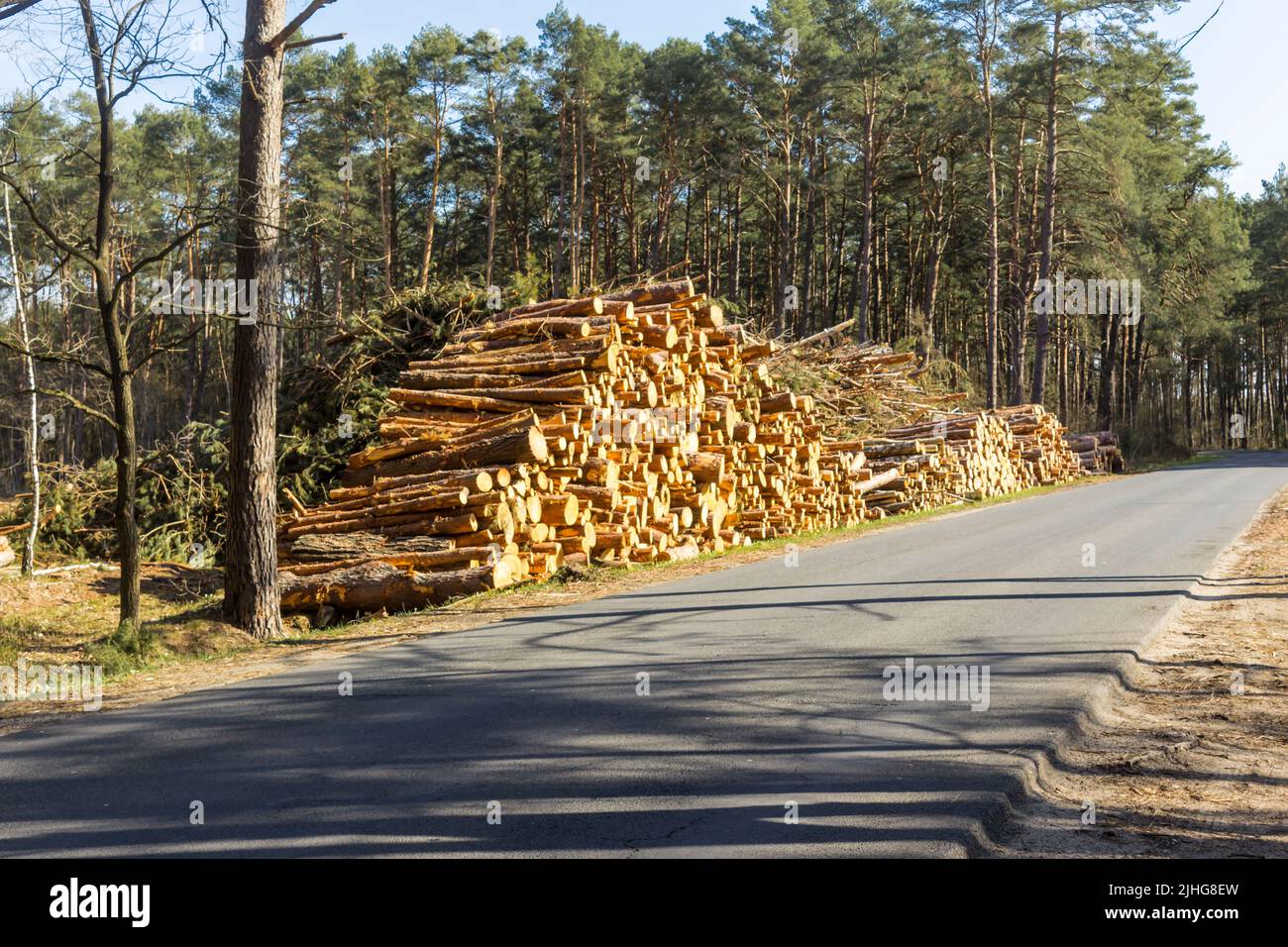 Pins sciés près de la route asphaltée. Site sur l'industrie du bois , bûcheron , abattage , écologie , forêt , arbre . Banque D'Images