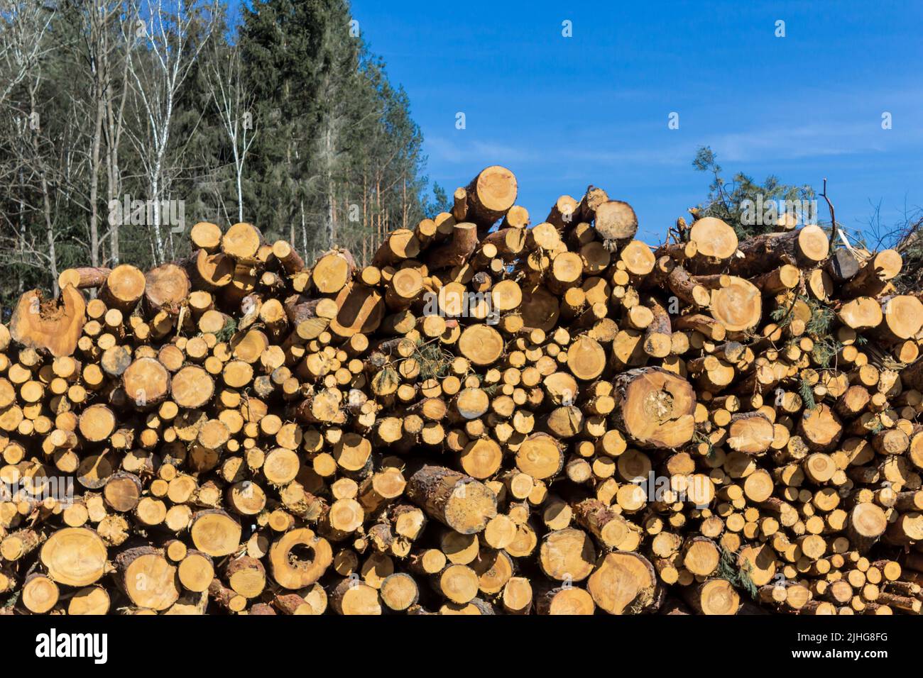 Extrémités rondes de pins sciés sur le fond de la forêt et du ciel. Site sur l'industrie du bois , bûcheron , abattage , écologie , pour Banque D'Images