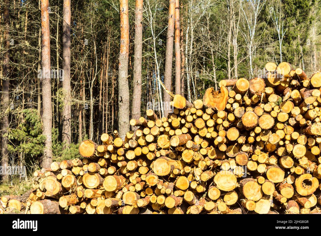 Extrémités jaunes rondes de pins sciés sur le fond de la forêt. Site sur l'industrie du bois , bûcheron , abattage , écologie , forêt , arbre . Banque D'Images
