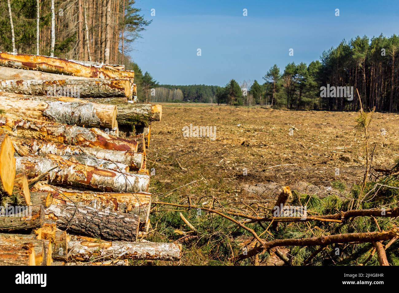 Une pile de billes de pin sur une clairière. Site sur l'industrie du bois , bûcheron , abattage , écologie , forêt , arbre . Banque D'Images