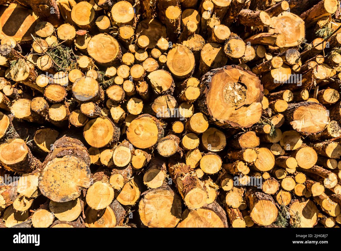Extrémités rondes jaunes des journaux en arrière-plan. Site sur l'industrie du bois , bûcheron , abattage , écologie , forêt , arbre . Banque D'Images