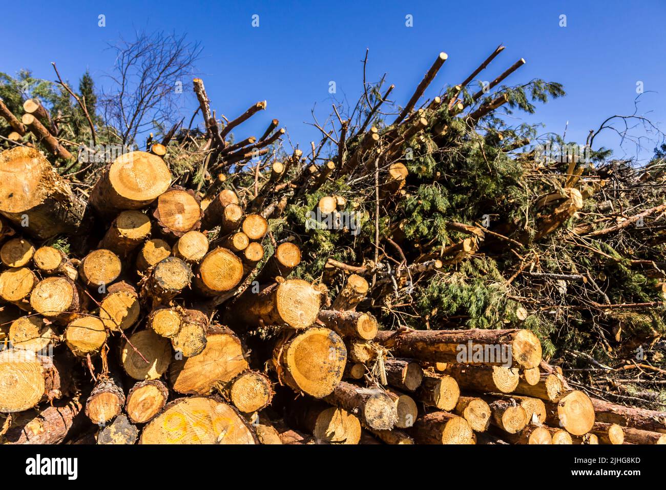 Extrémités rondes jaunes de billes et de branches empilées dans un tas. Site sur l'industrie du bois , bûcheron , abattage , écologie , forêt , arbre . Banque D'Images