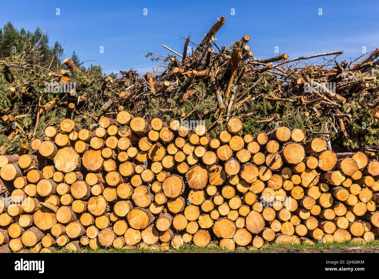 Extrémités rondes jaunes de bûches empilées contre le ciel. Site sur l'industrie du bois , bûcheron , abattage , écologie , forêt , arbre . Banque D'Images